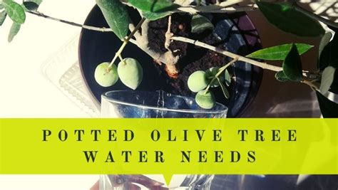 olive tree water consumption